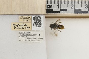 Media type: image;   Entomology 791610 Aspect: Labels